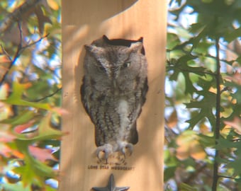 Owl House Screech Owl nesting box cedar owl house birdhouse