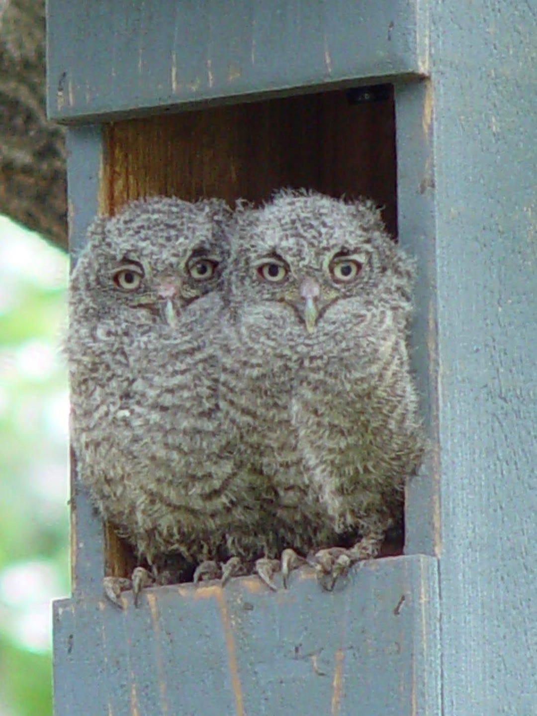 小物 owl mils Owl Nest Box Screech Owls - Veteran Made - Etsy