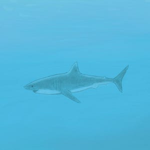 Lone Great White - iPhone Wallpaper