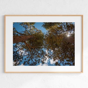 Looking Up Redwood Forest Landscape Photo, Wall Art, Digital Download, Instant Download