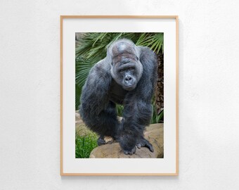 Portret goryla, zdjęcie dzikiej przyrody, sztuka ścienna, pobieranie cyfrowe, natychmiastowe pobieranie