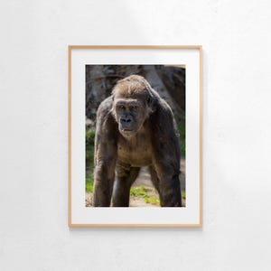 Gorilla Portrait, Wildlife Photo, Wall Art, Digital Download, Instant Download