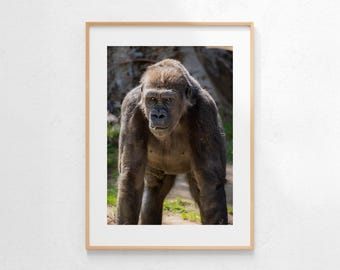 Portret goryla, zdjęcie dzikiej przyrody, sztuka ścienna, pobieranie cyfrowe, natychmiastowe pobieranie
