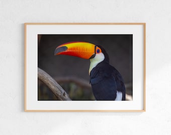 Toucan Landscape Portrait, Tropical Wildlife Photo, Wall Art, Digital Download, Instant Download