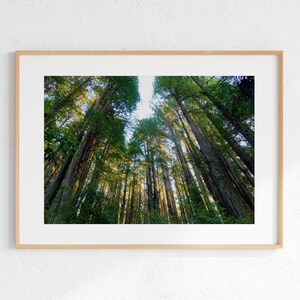 Redwood Forest Landscape Photo, Wall Art, Digital Download, Instant Download