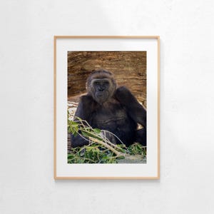 Gorilla Portrait, Wildlife Photo, Wall Art, Digital Download, Instant Download