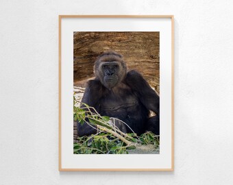 Portret goryla, zdjęcie dzikiej przyrody, sztuka ścienna, pobieranie cyfrowe, natychmiastowe pobieranie