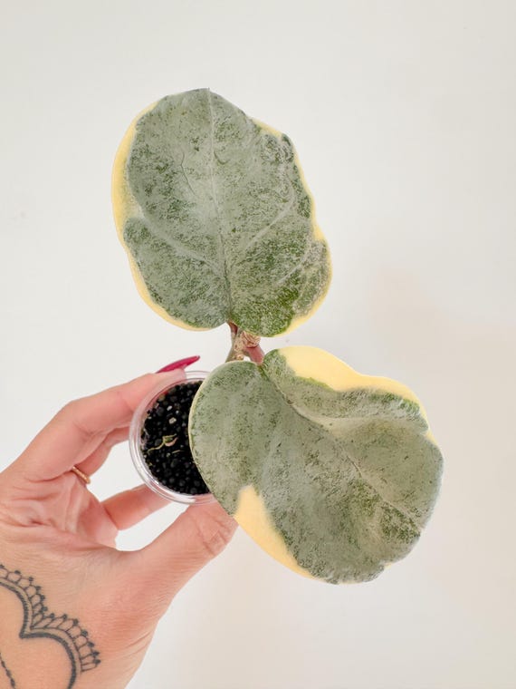 Hoya Argentea Picta | Rooted | Exact Plant