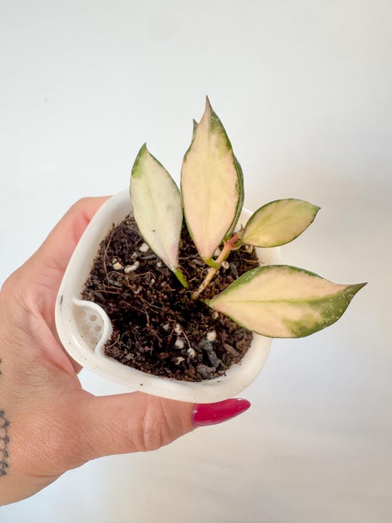 Hoya Nabawensis Variegated | High Variegation | Rooted & Actively Growing