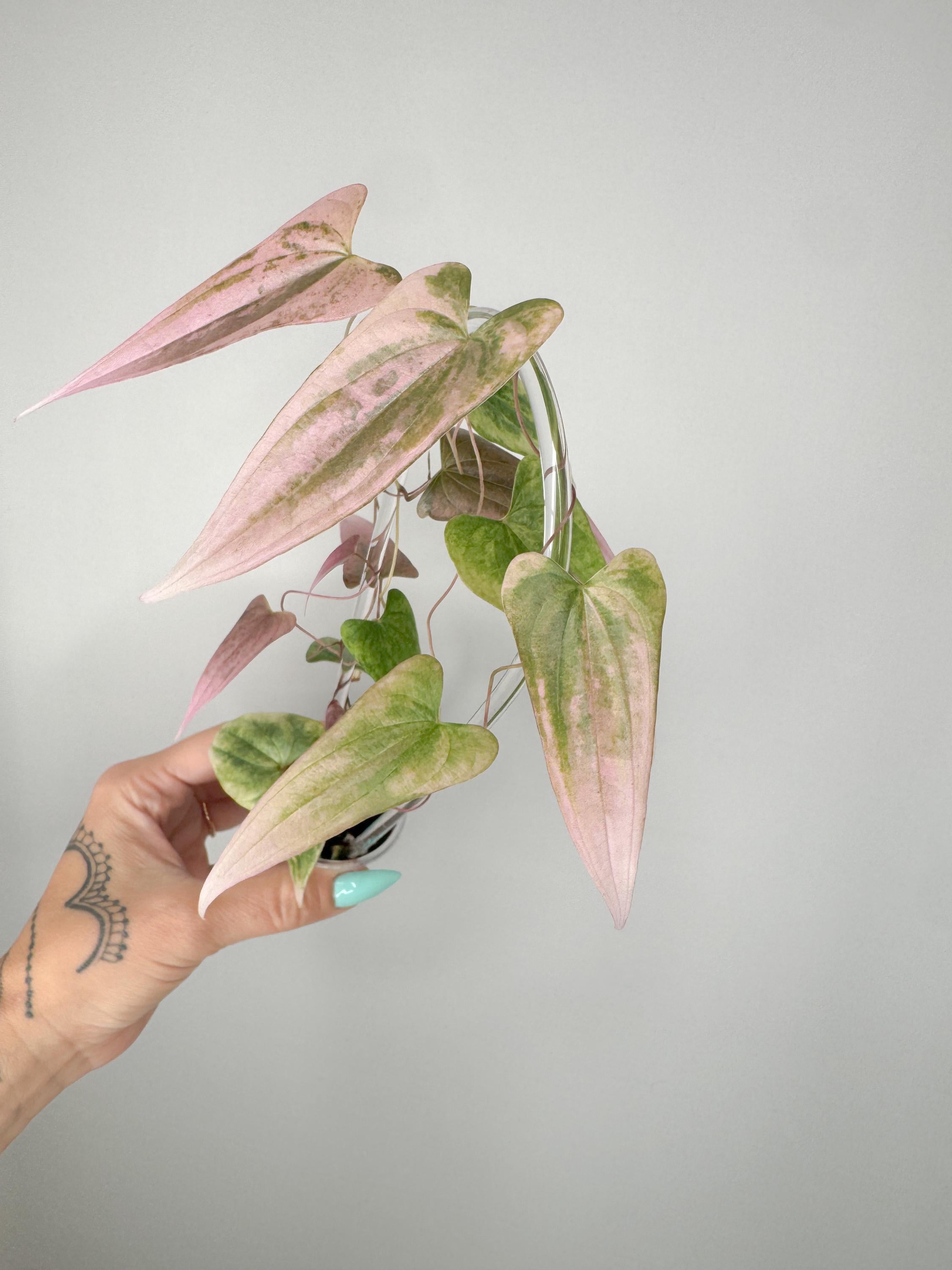 Dioscorea - Etsy