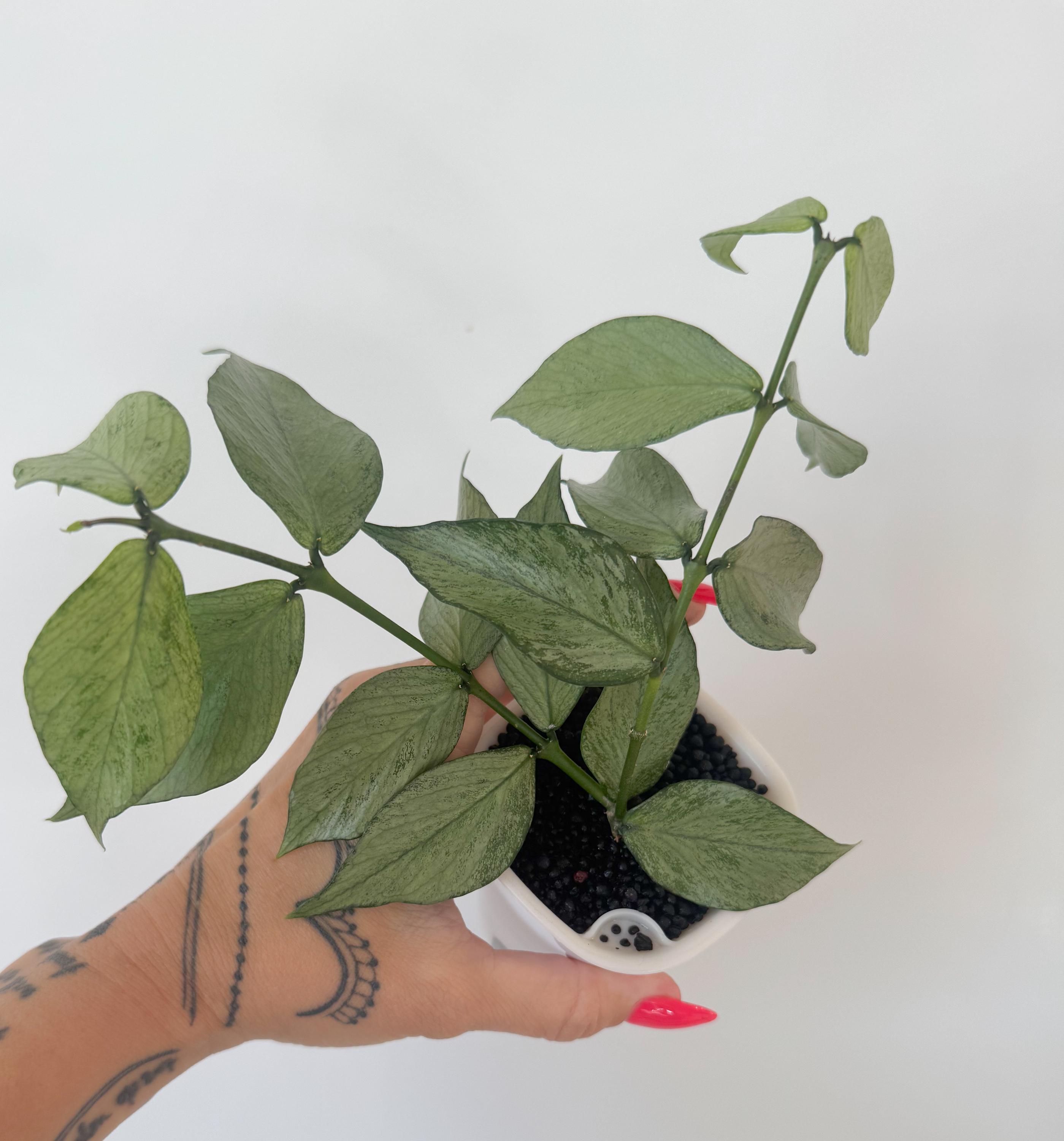 Hoya Polyneura Silver (rooted) - Etsy