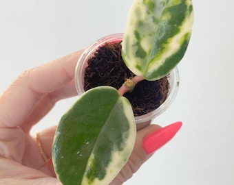 Hoya Madara Snow Angel Unrooted Cutting - 1 Node, 2 Leaves