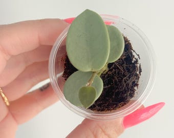 Hoya Mathilde Grey Fairy, Rooted Cut, Active Growth Points, (new