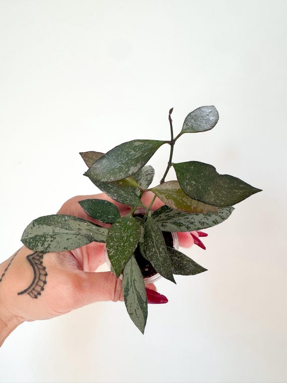 Hoya Rosita Silver | Rooted and actively growing | Exact plant