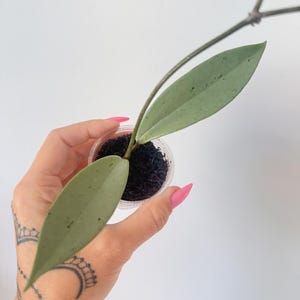 Hoya Pubicalyx Pink Silver Ghost (rooted and actively growing)