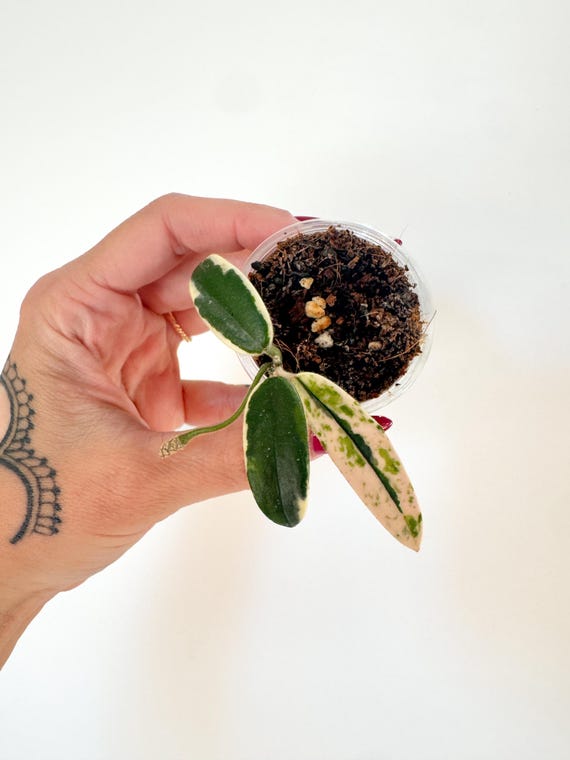 Hoya Lyi Prism | Rooted | Actively Growing with Peduncle | Exact Plant