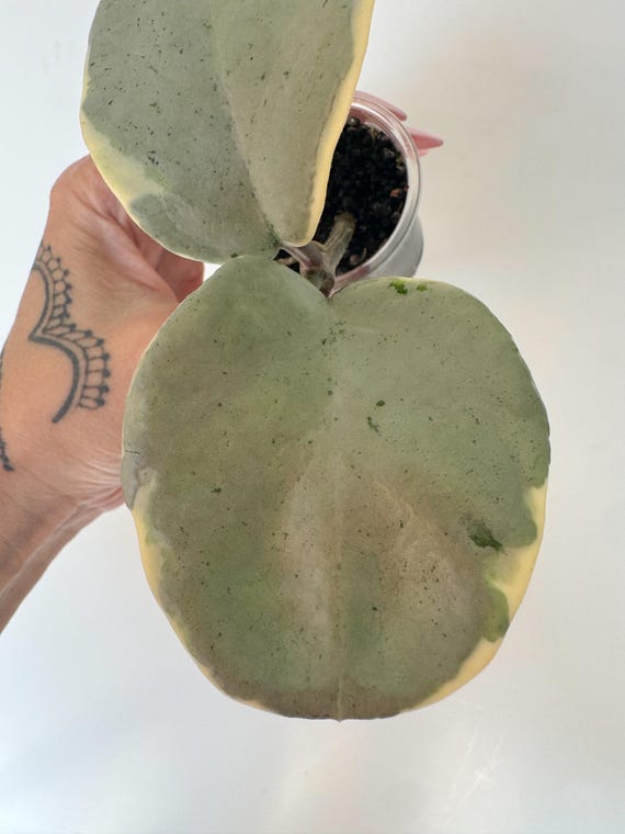 Hoya Argentea Picta | Rooted | Exact Plant