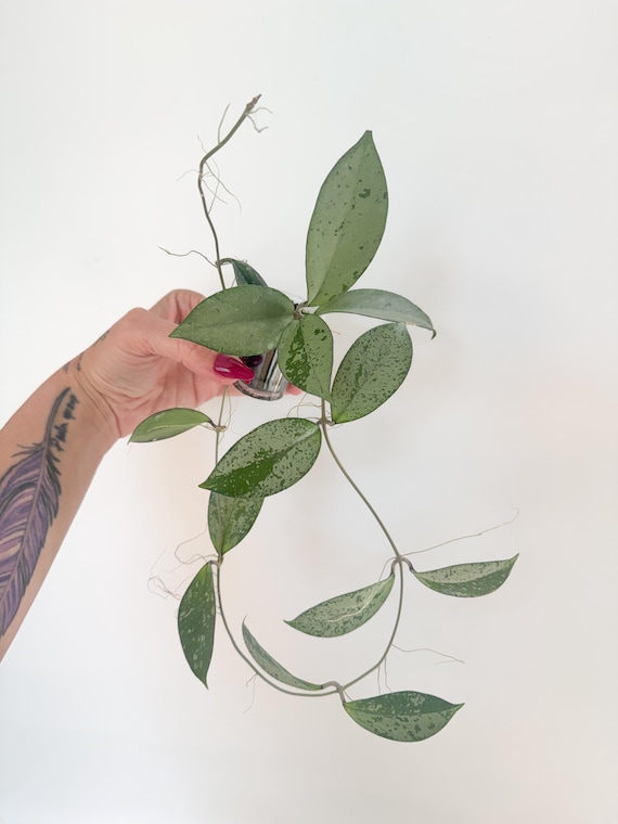 Hoya Blizzard | Rooted and Actively Growing | Exact Plant
