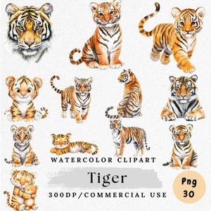 Clipart tigre, tigre aquarelle PNG, Illustration animaux de la jungle, art mignon tigre, clipart Animal sauvage, tigre PNG, clipart jungle numérique