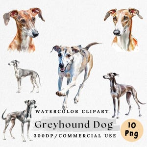 Clipart di levriero, PNG di levriero ad acquerello, Clip art di cani da corsa, Grafica per amanti degli animali, PNG di razza levriero, Download digitale