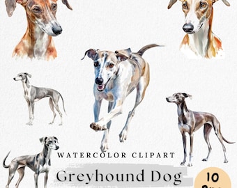May include: Watercolor clipart featuring various Greyhound dog illustrations. The image includes full body and head portraits of the dogs in shades of brown, gray, and white. Text on the image reads "Watercolor Clipart Greyhound Dog 300DP/Commercial Use 10 Png."