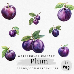 Puede incluir: Ilustración en acuarela de ciruelas en varias composiciones. Las ciruelas son de color púrpura oscuro con hojas y tallos verdes. El texto "Plum", "Watercolor Clipart" y "300DP/Commercial Use" también está presente.