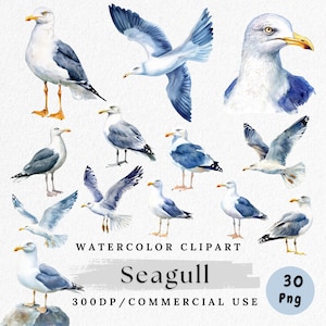 Clipart di gabbiano, PNG di gabbiano acquerello, Clip art di uccelli costieri, Arte di animali da spiaggia, Clipart di animali selvatici dell'oceano, PNG di uccelli marini, Artigianato di carta