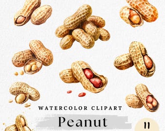Watercolor Peanut Clipart: Food Graphics Bundle (Digital Download, 11 PNGs