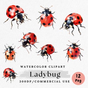 Ladybug Clipart, Watercolor Ladybug PNG, Cute Insect Pngs, Bug Clip Art, Red Ladybird PNG, Spring Nature Graphics, Commercial Use