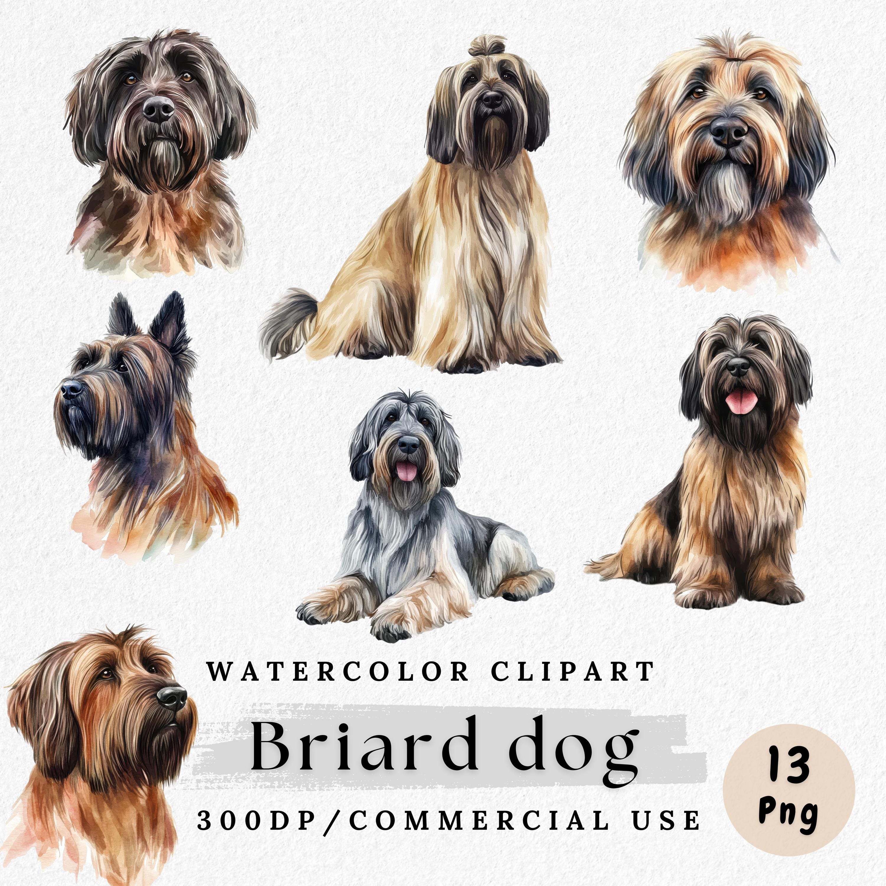 Buy Briard French Dog Online In India India