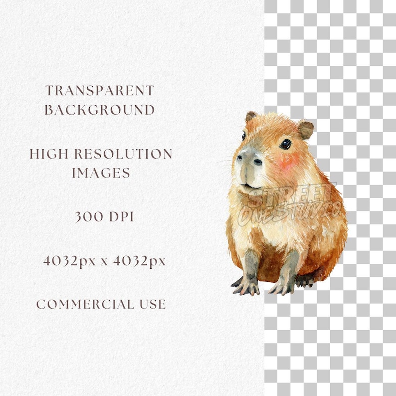 Watercolor Capybara Clipart Bundle: Funny Jungle Animal PNG (digital ...