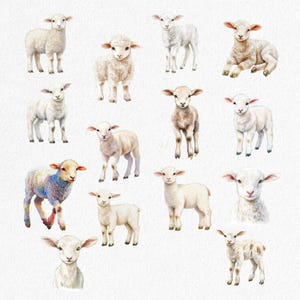 May include: Watercolor illustration of various lambs in different poses. The lambs are depicted in shades of white, beige, and brown, with some featuring colorful accents. The image has a soft, artistic style, perfect for nursery decor or farm-themed projects.