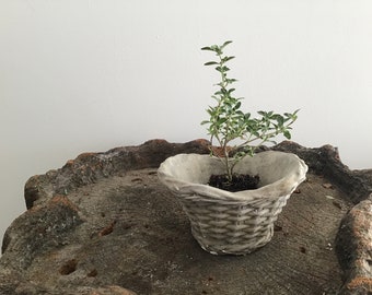 Basketweave mini concrete planter, flowerpot, marked