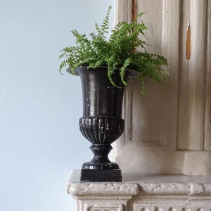 May include: A black metal urn-shaped planter with a flared rim and a pedestal base, featuring a distressed finish with visible paint wear. A vibrant green fern plant with delicate, feathery fronds is planted inside the container.