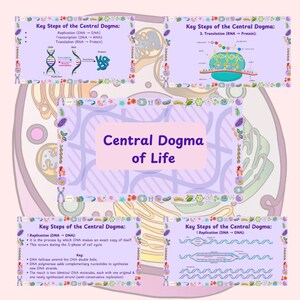 May include: A diagram illustrating the central dogma of life, with the title "Central Dogma of Life" in purple. The diagram shows the key steps of replication, transcription, and translation, with detailed explanations and illustrations of DNA and RNA processes. The image is framed with decorative borders.