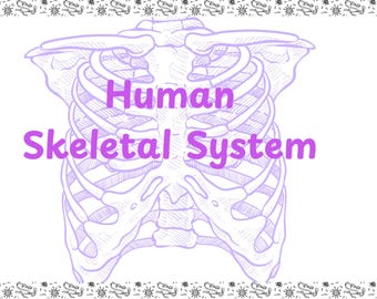 Skeletal System Study Notes | Aesthetic Biology Printables | Human Anatomy Guide | O Level, A Level, NEET, CBSE