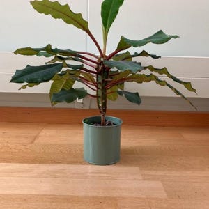 Madagaskar Juwel Samen – Euphorbia leuconeura Spuckpalme – Seltene, pflegeleichte Zimmerpflanze – DIY Geschenk, Geburtstag, personalisiert