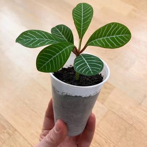 Madagaskar Juwel Jungpflanze – Euphorbia leuconeura Spuckpalme – Seltene, pflegeleichte Zimmerpflanze – Geschenk, Geburtstag, ohne Topf
