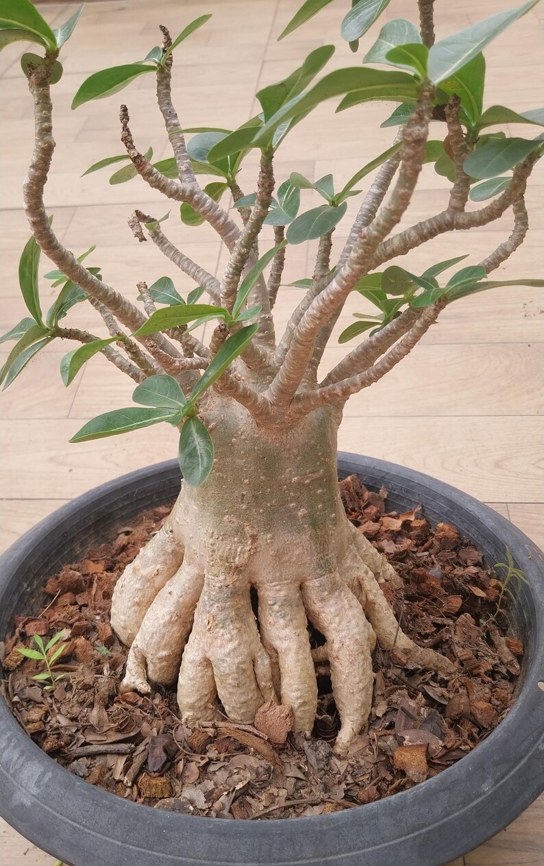 Poo Rachinee Adenium Socotranum Thaisoco Rachinee Rcn - Etsy
