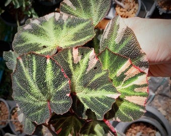 Begonia Soli mutata pink variegated