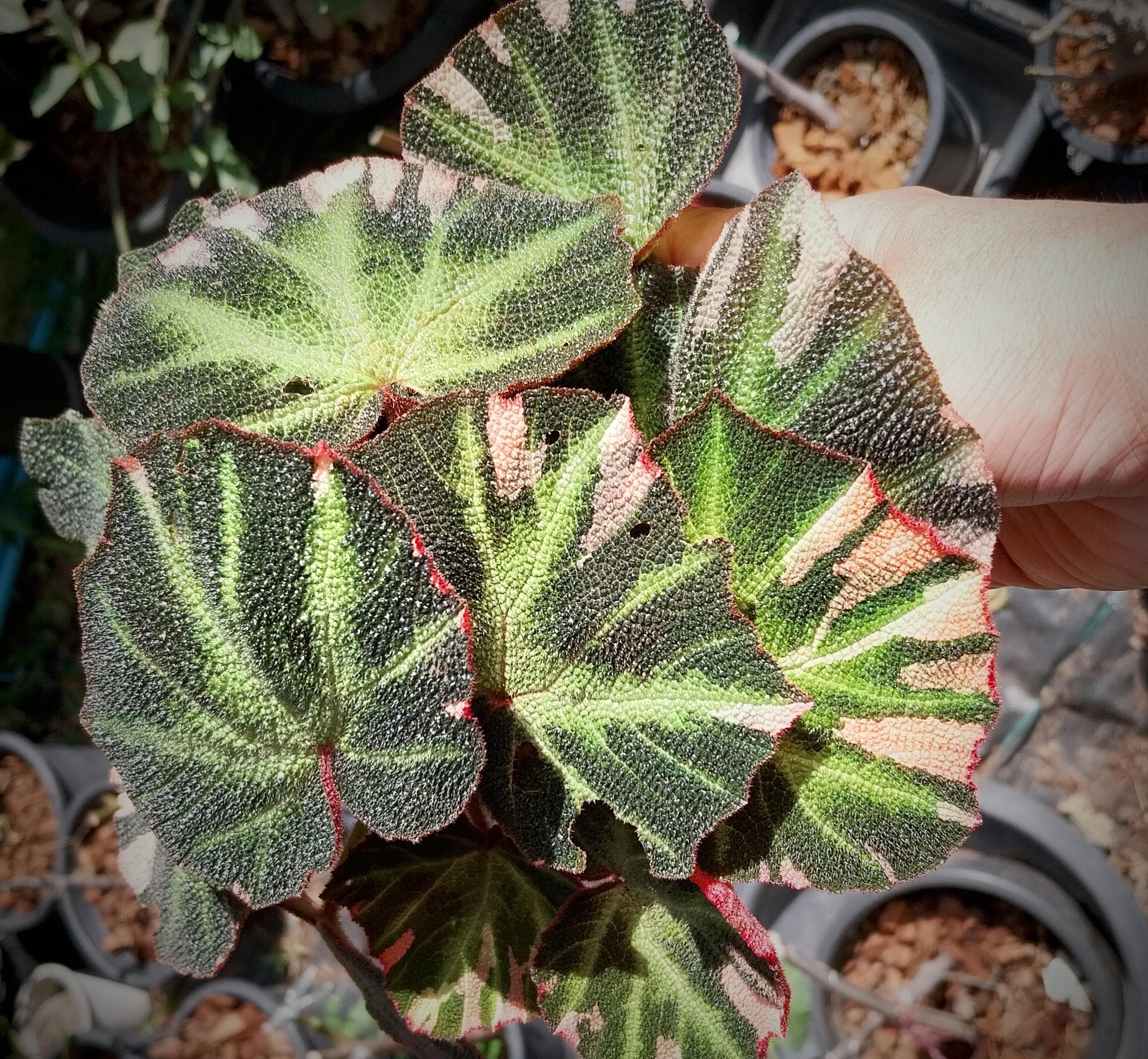週末セール　怪奇植物 ベゴニアメラノブラータ 希少植物④ メラノブッラータベゴニア種子25粒：珍しい質感の観葉植物 - Etsy 日本