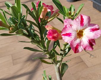 Adenium Obesum Grafted size pot 6 Inch