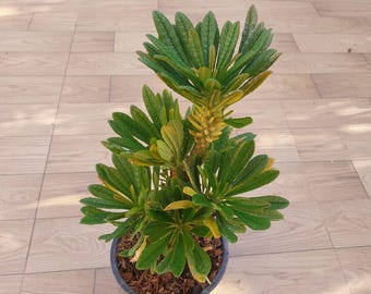 Dorstenia gigas