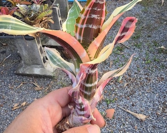 Bromelia Aechmea Chantinii Plátano