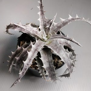 その他多肉植物 Dyckia Branca de Neve original clone Dyckia Branca de Neve original clone