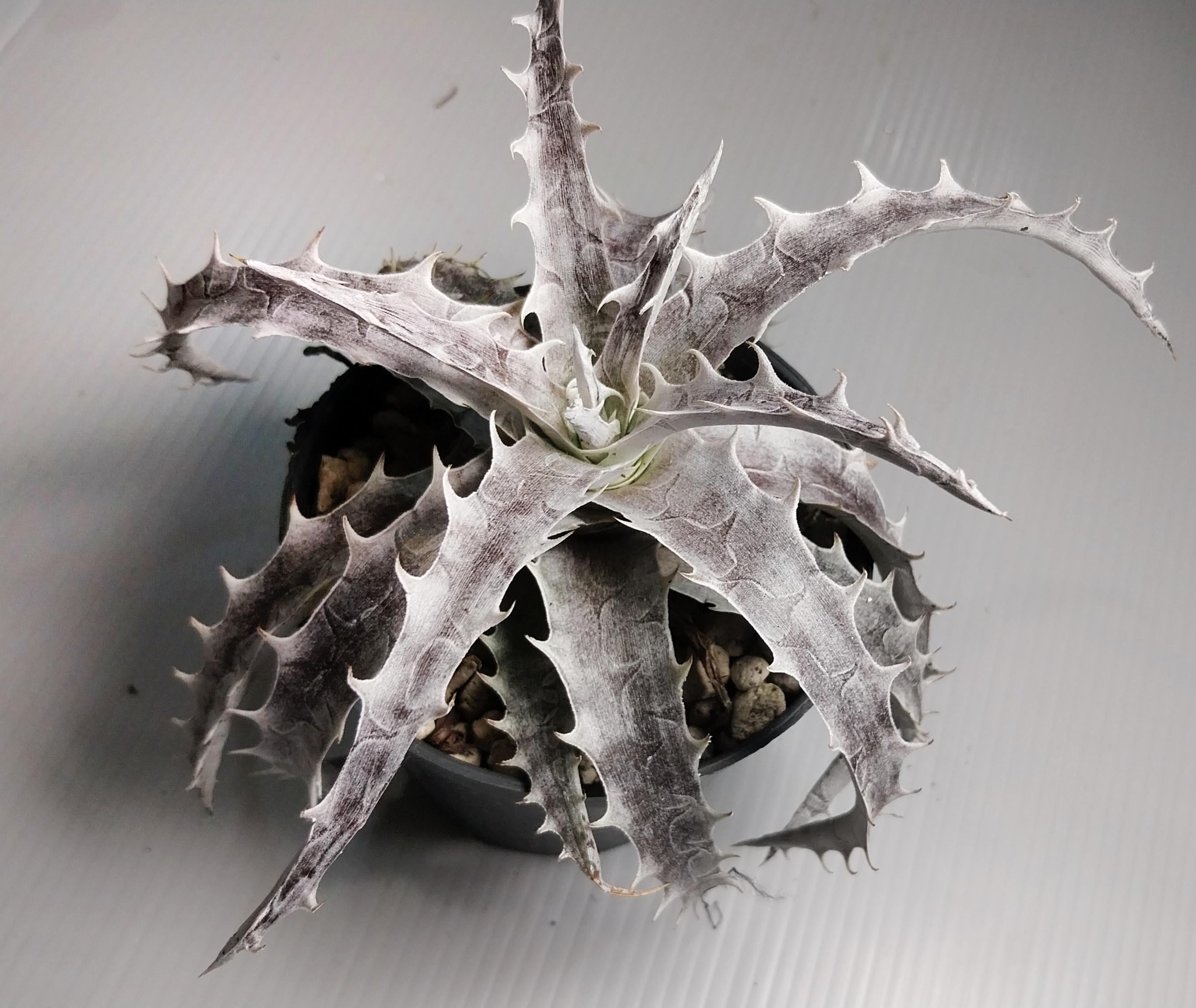 その他多肉植物 Dyckia Branca de Neve original clone Dyckia Plants - Etsy