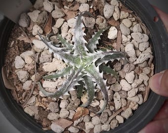 Bromeliad Dyckia Little wing