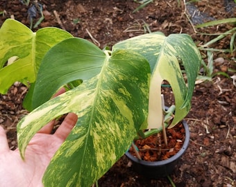 Monstera Aurea Variegada