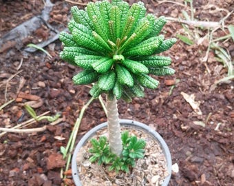 Dorstenia gigas de tamaño pequeño