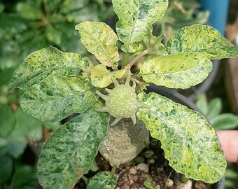 Híbrido variegado de Dorstenia Lavrani